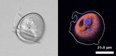 Wigeand et al, 2025. SBIAD2258