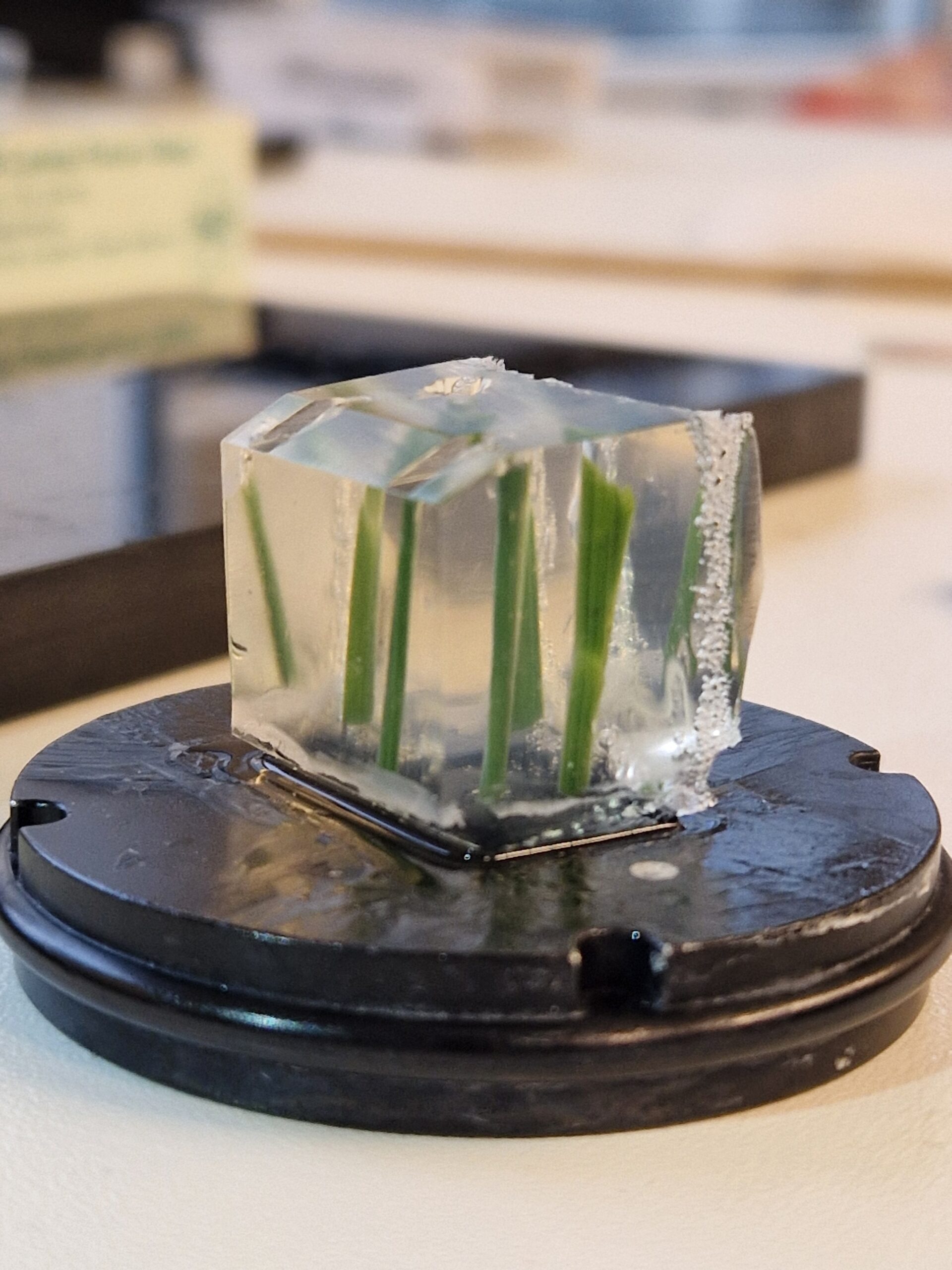 Wheat plant embedded in resin.