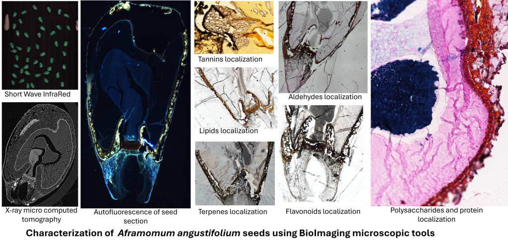 Overview of the different imaging approaches used by Brice Tonfack to characterise Aframomum angustifolium seeds.