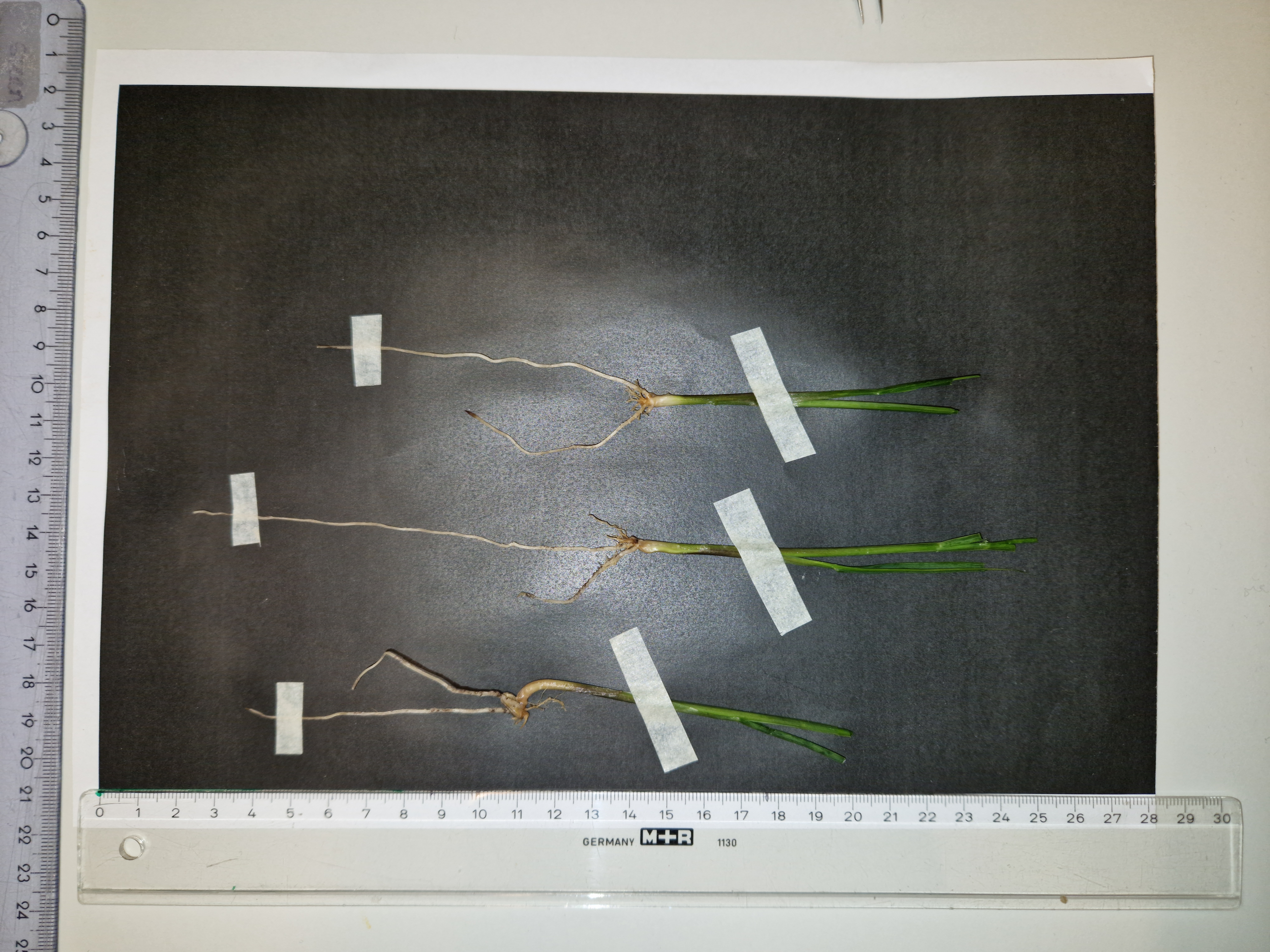 Photo of wheat seedlings growing.
