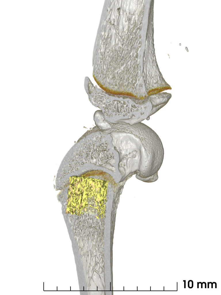 3D reconstruction of the rat femoral-tibial region from high resolution micro-CT,