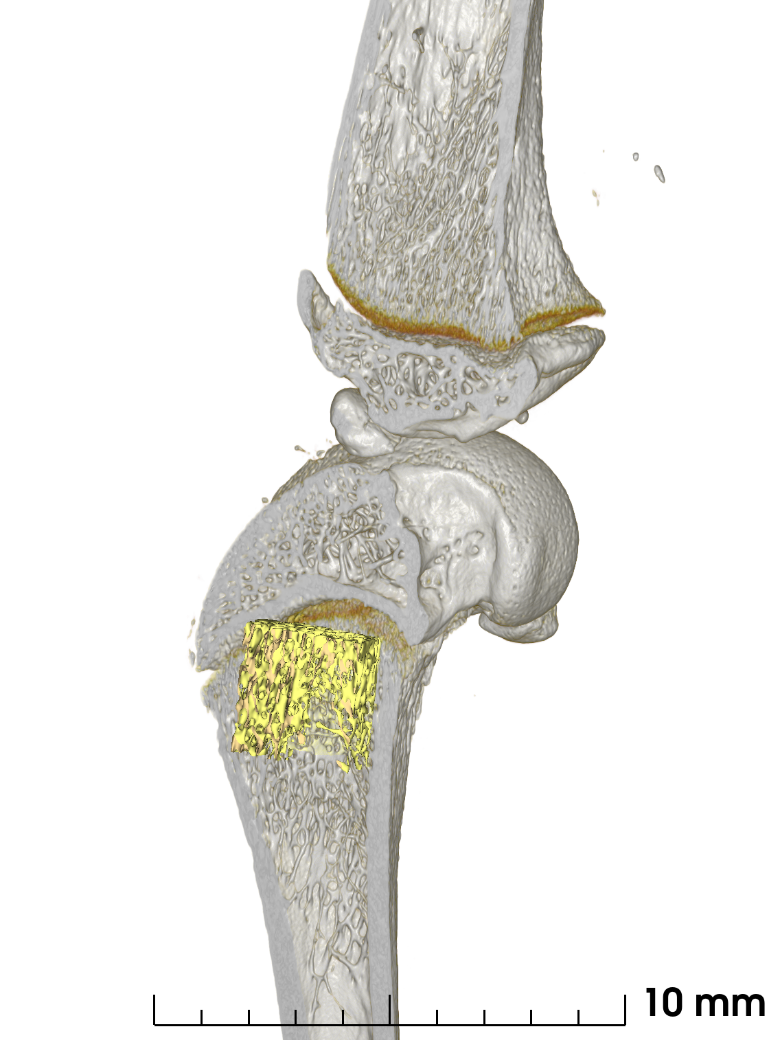3D reconstruction of the rat femoral-tibial region from high resolution micro-CT,