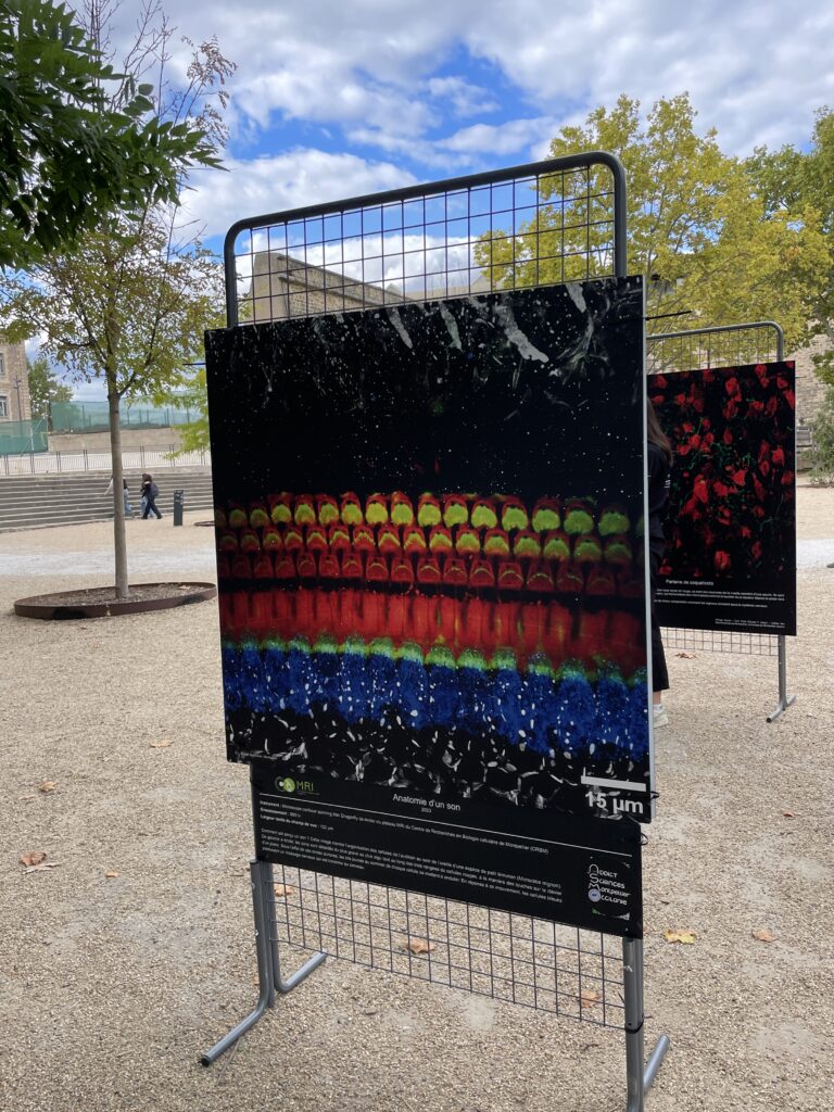 beautiful microscopy image being displayed outside at a Researcher's Night event.