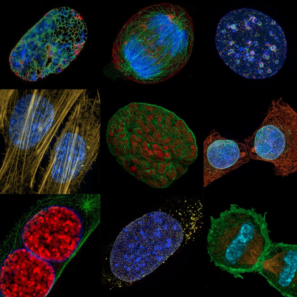 Nucleus