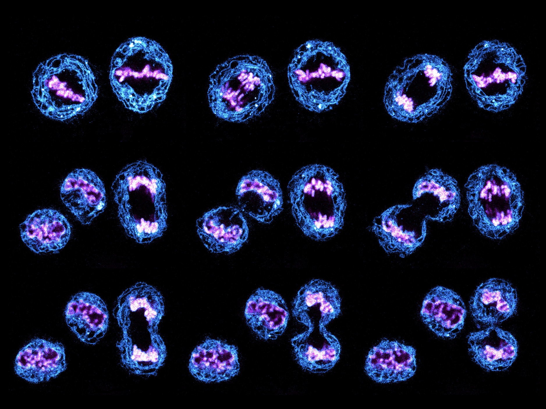 “Halloween greetings from cellular universe”, Arina Rybina, Ellenberg Lab, EMBL