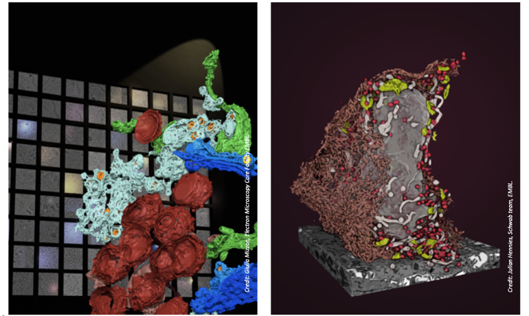 TEM_tomography TEM_tomography
