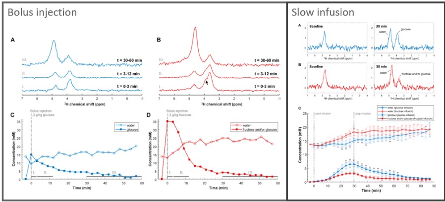 issue concentration of deuterated glucose and/or fructose