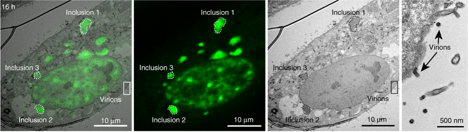 confocal_image confocal_image