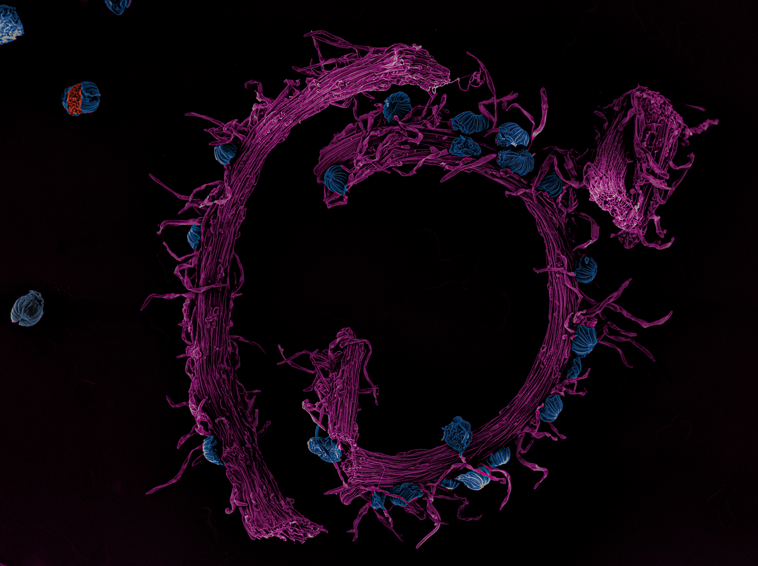 Fertile frond (sporophyll) of the curly grass fern Schizaea fluminensis by Tomáš Figura