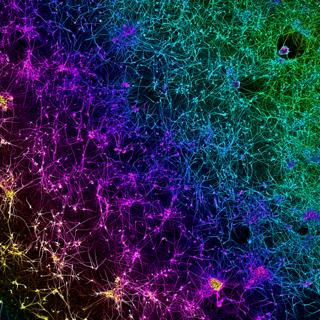 Dopamine Network