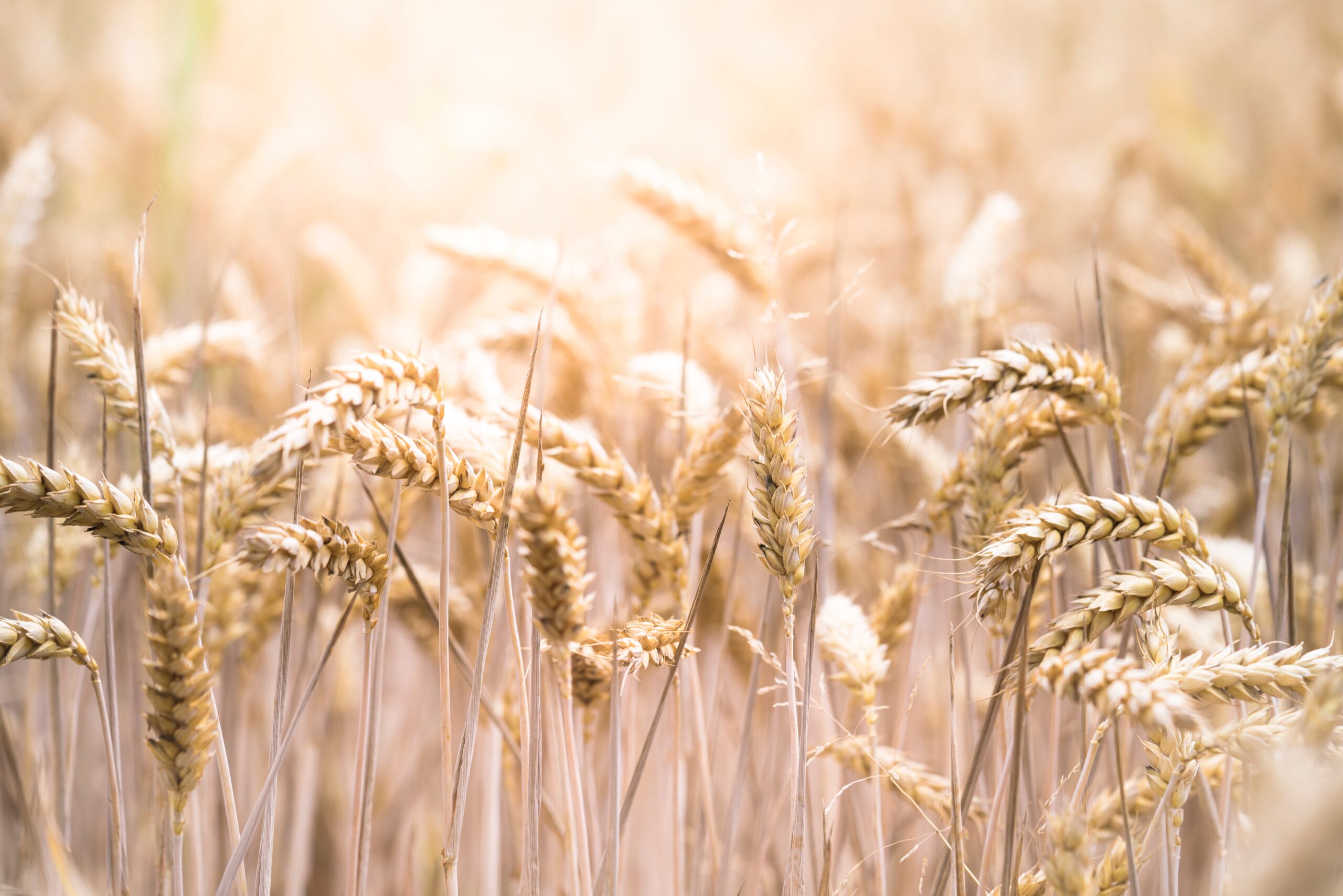 Wheat crops