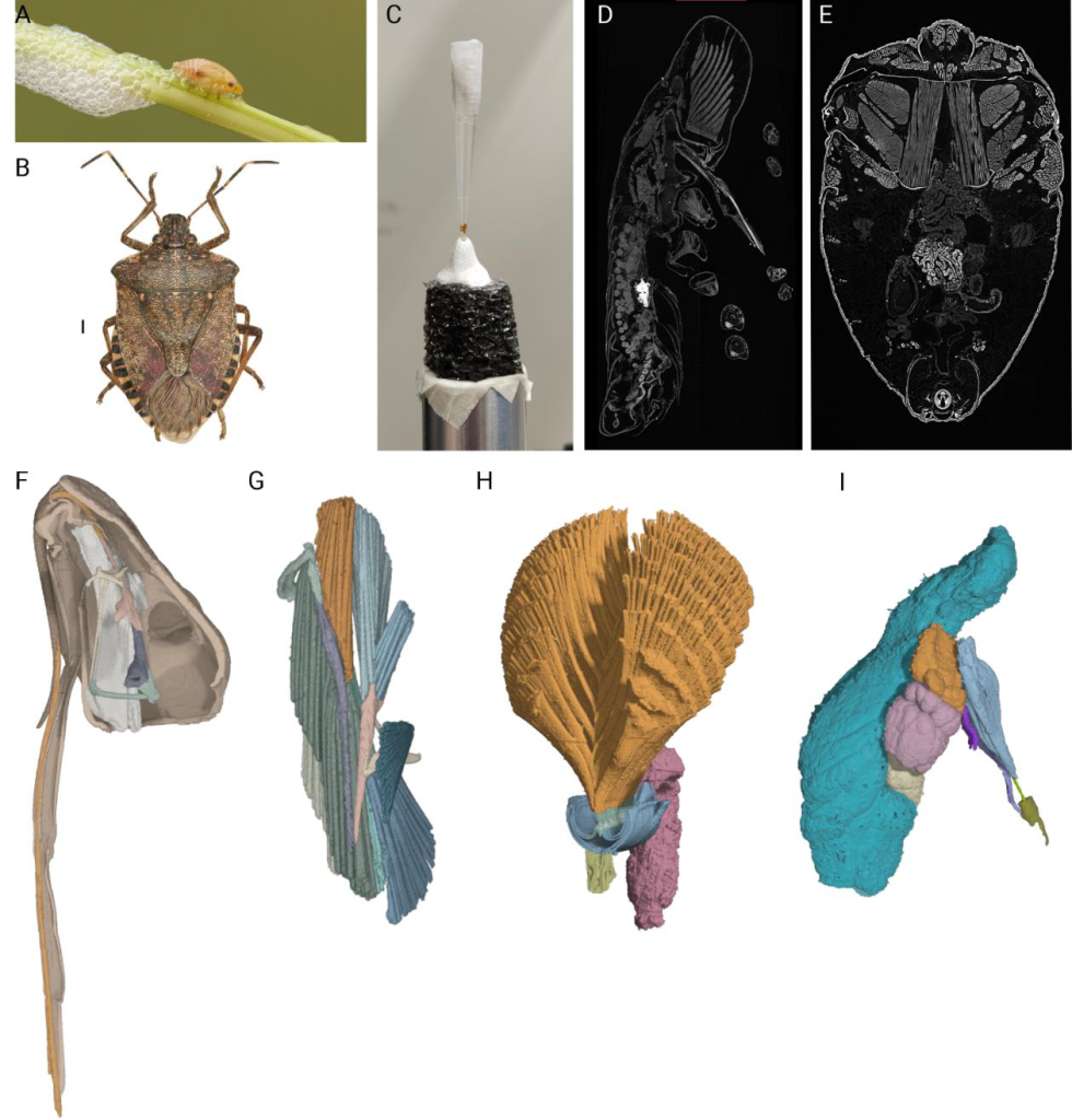 Phase contrast CT imaging of nymph and adult bugs