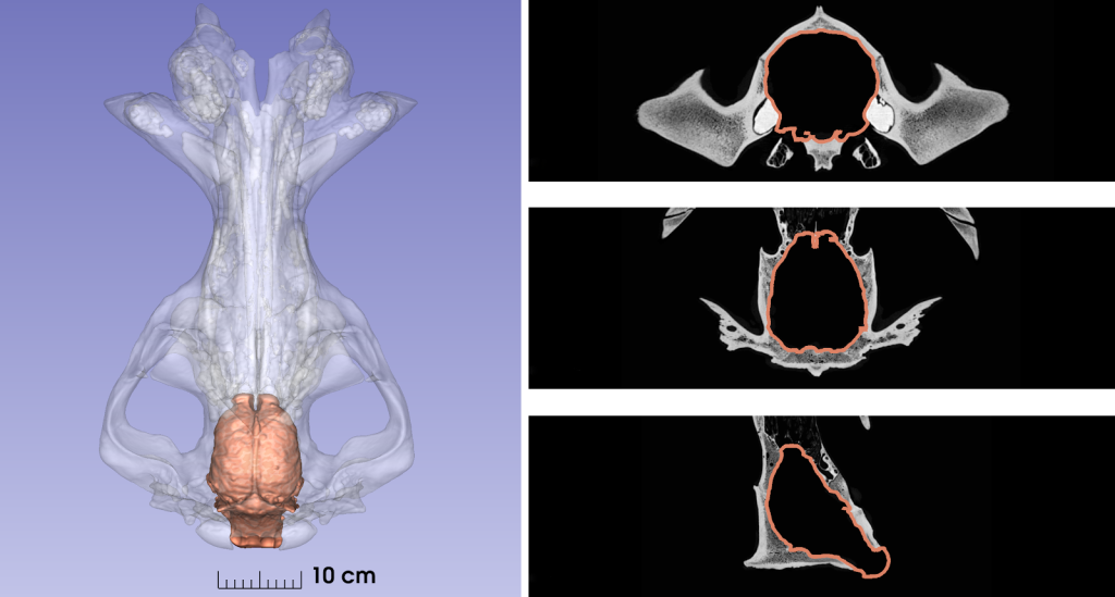 A representative hippopotamus (Hippopotamus amphibius) skull CT scan