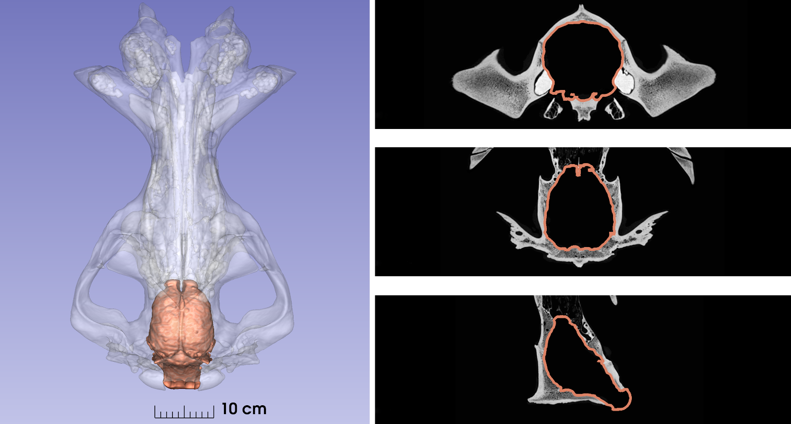 A representative hippopotamus (Hippopotamus amphibius) skull CT scan acquired on a Siemens Biograph mCT64 scanner, with endocranial segmentation for morphological quantitative measurements.