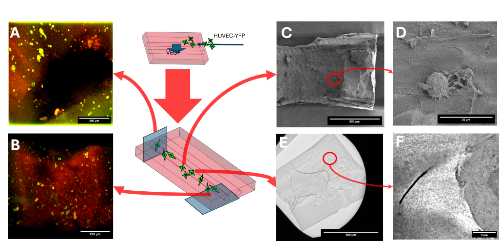 Images from an experiment run by MatriChem at Euro-BioImaging's Prague Node featuring different imaging approaches.