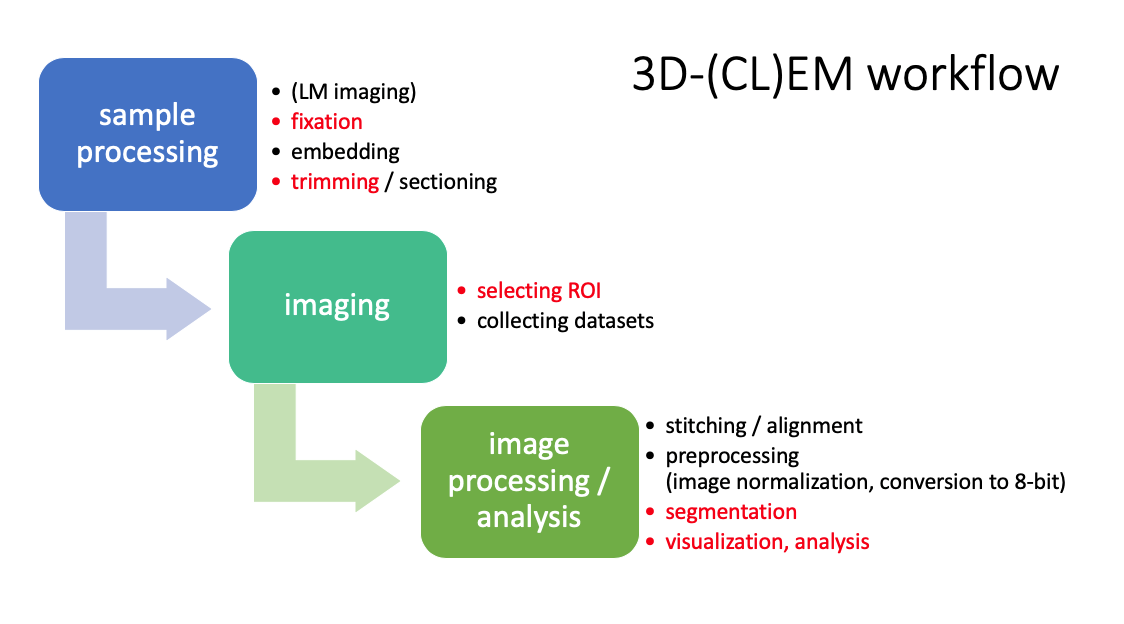 These are the steps in 3D-(CL)EM workflow at the Finnish Advanced Light Microscopy Node. Red text indicates steps that require user interaction.