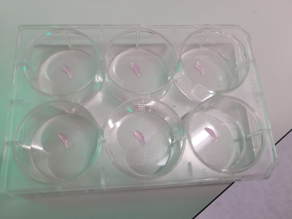 Bioprinted structures that Nadia works with. Image courtesy of Nádia Nascimento da Rosa.