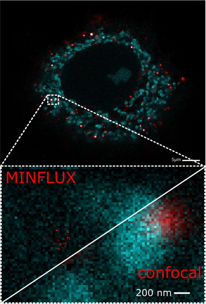 Comparison between MINFLUX and Confocal imaging
