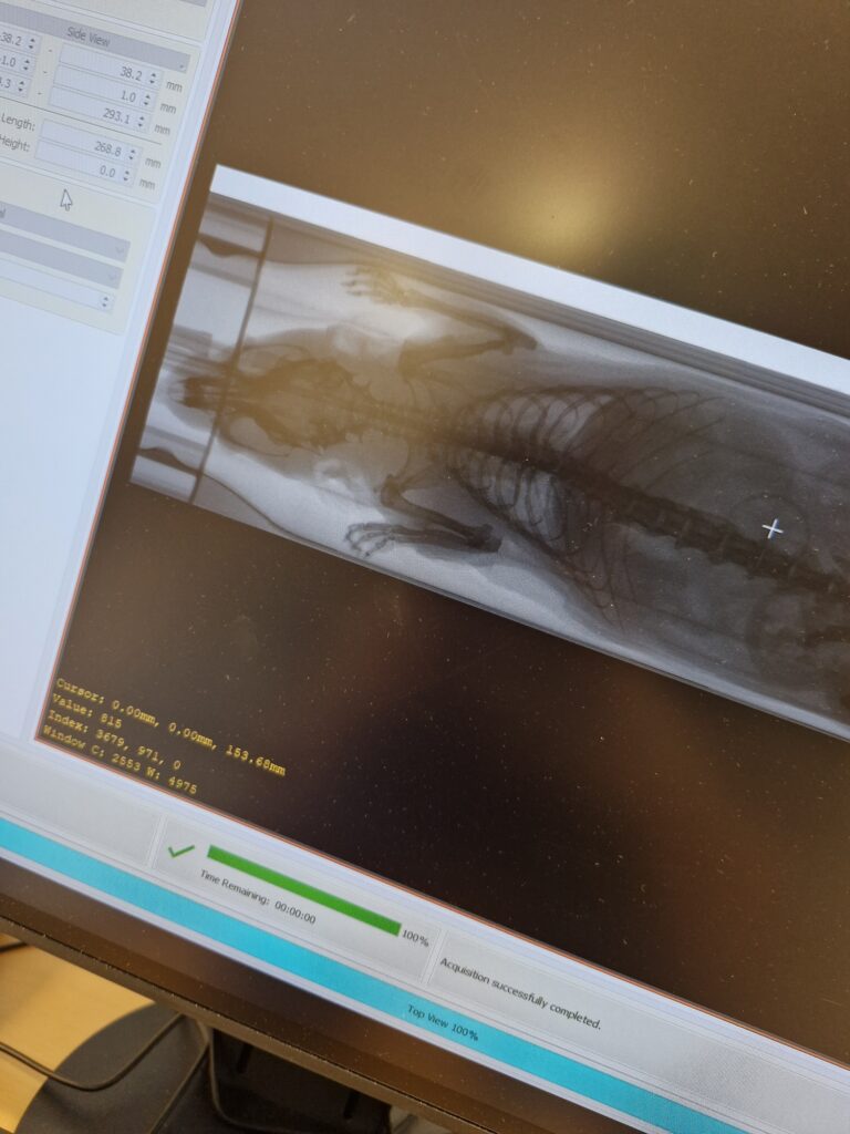 Preclinical scan from Irma Mahmutovic Persson, staff researcher at the Lund BioImaging Centre (LBIC), Lund University, part of the Euro-BioImaging Node Swedish National Microscopy Infrastructure (NMI)